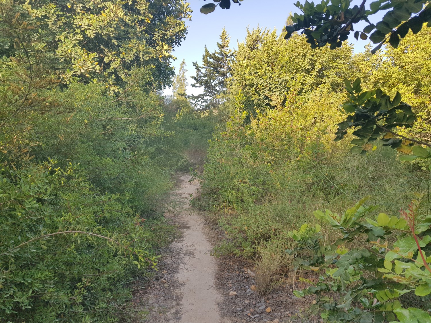 Green all around on the Israel National Trail