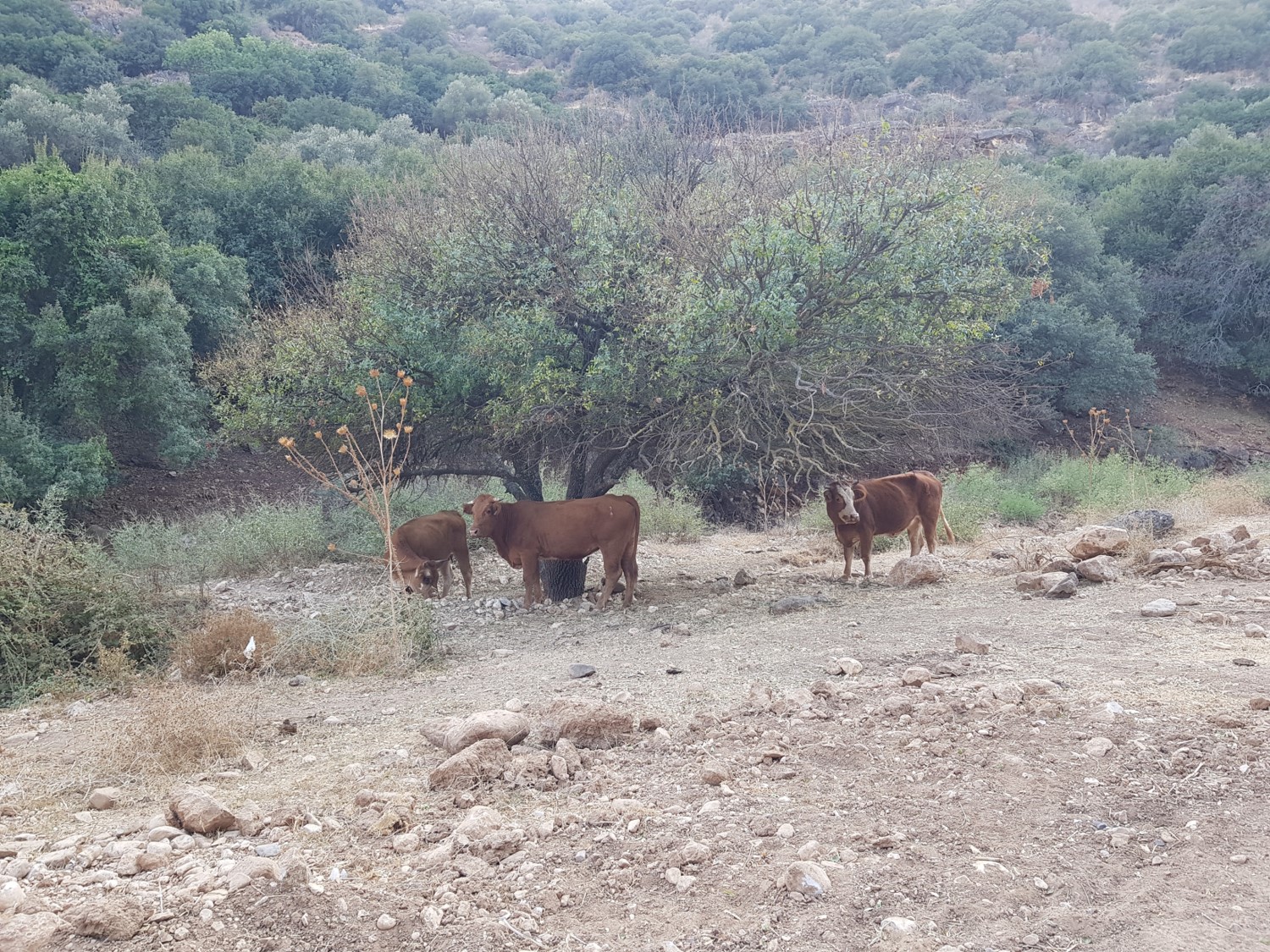 Cows on the Israel National Trail