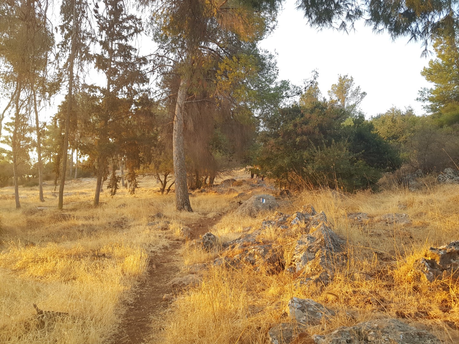 Nabi Yusha forest