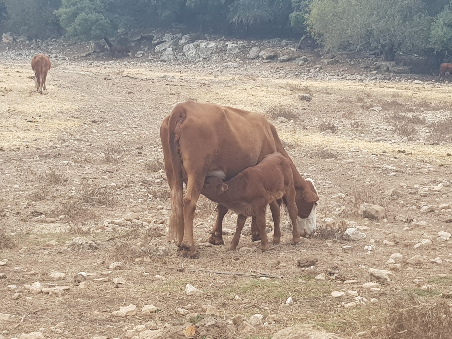 Cows on the Israel National Trail
