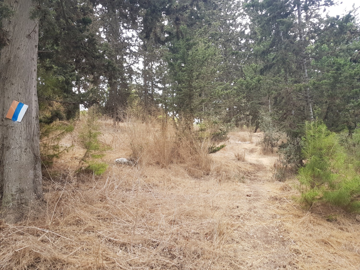 The woods near Zubaydat on the Israel National Trail