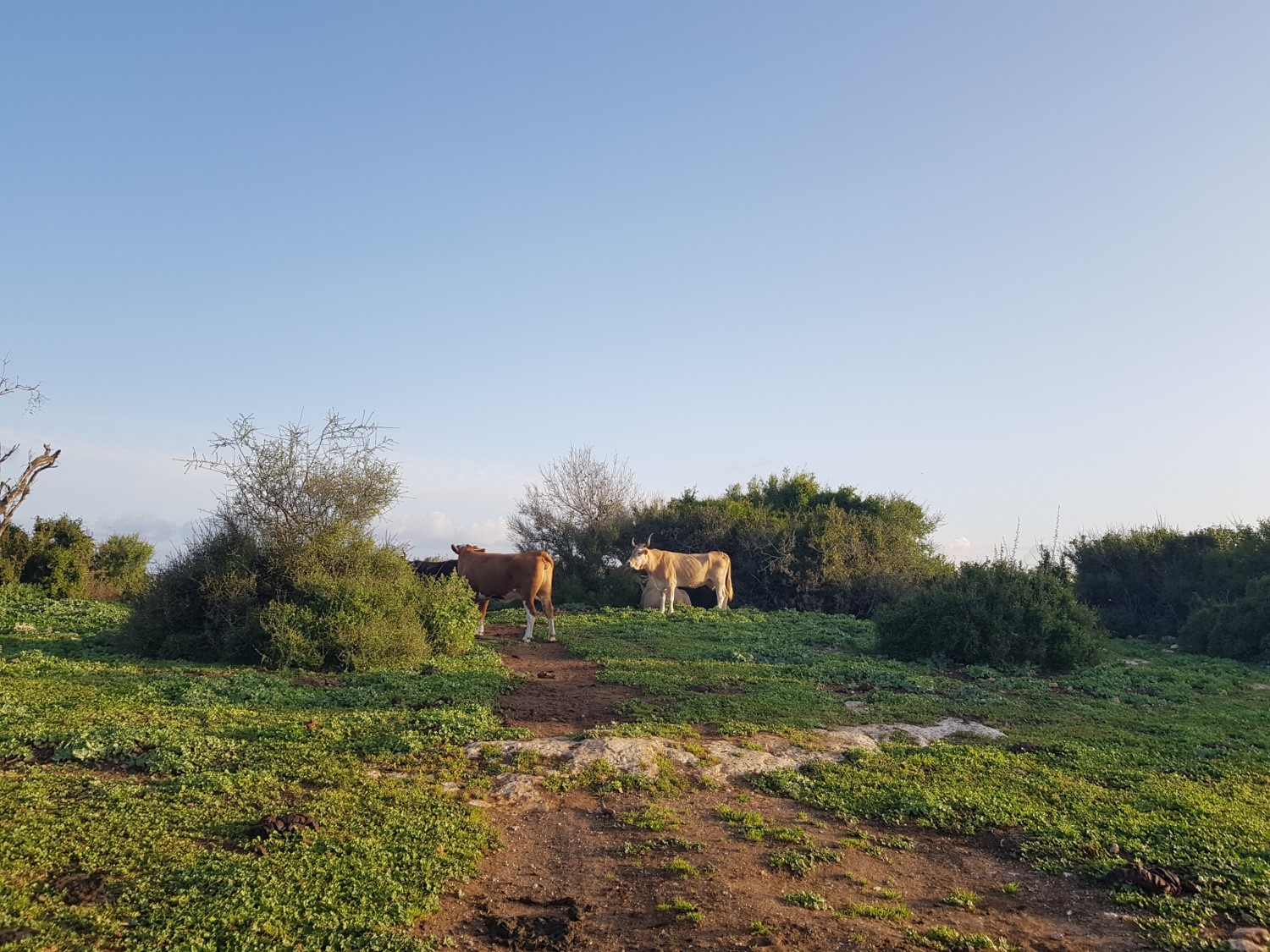 Some cows on the Ramot Menashe Regional Trail