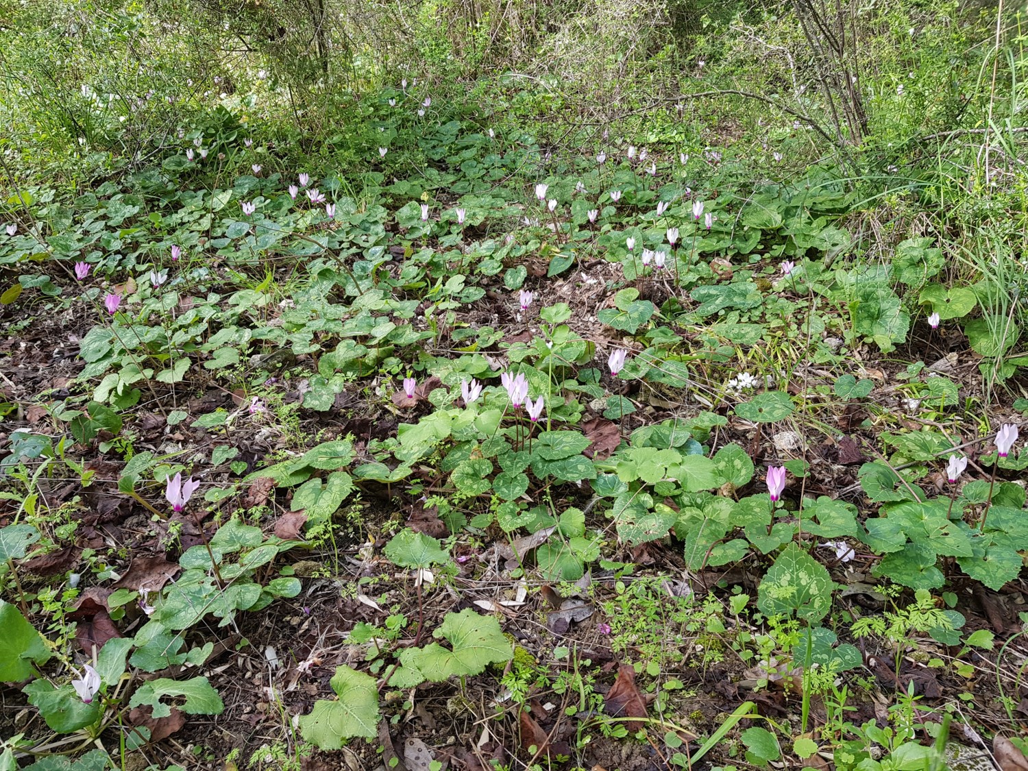 Cyclamens on the trail