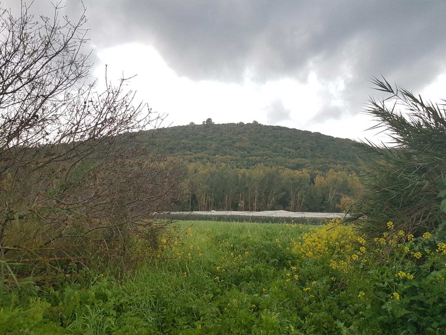 Mount Horshan from a distance
