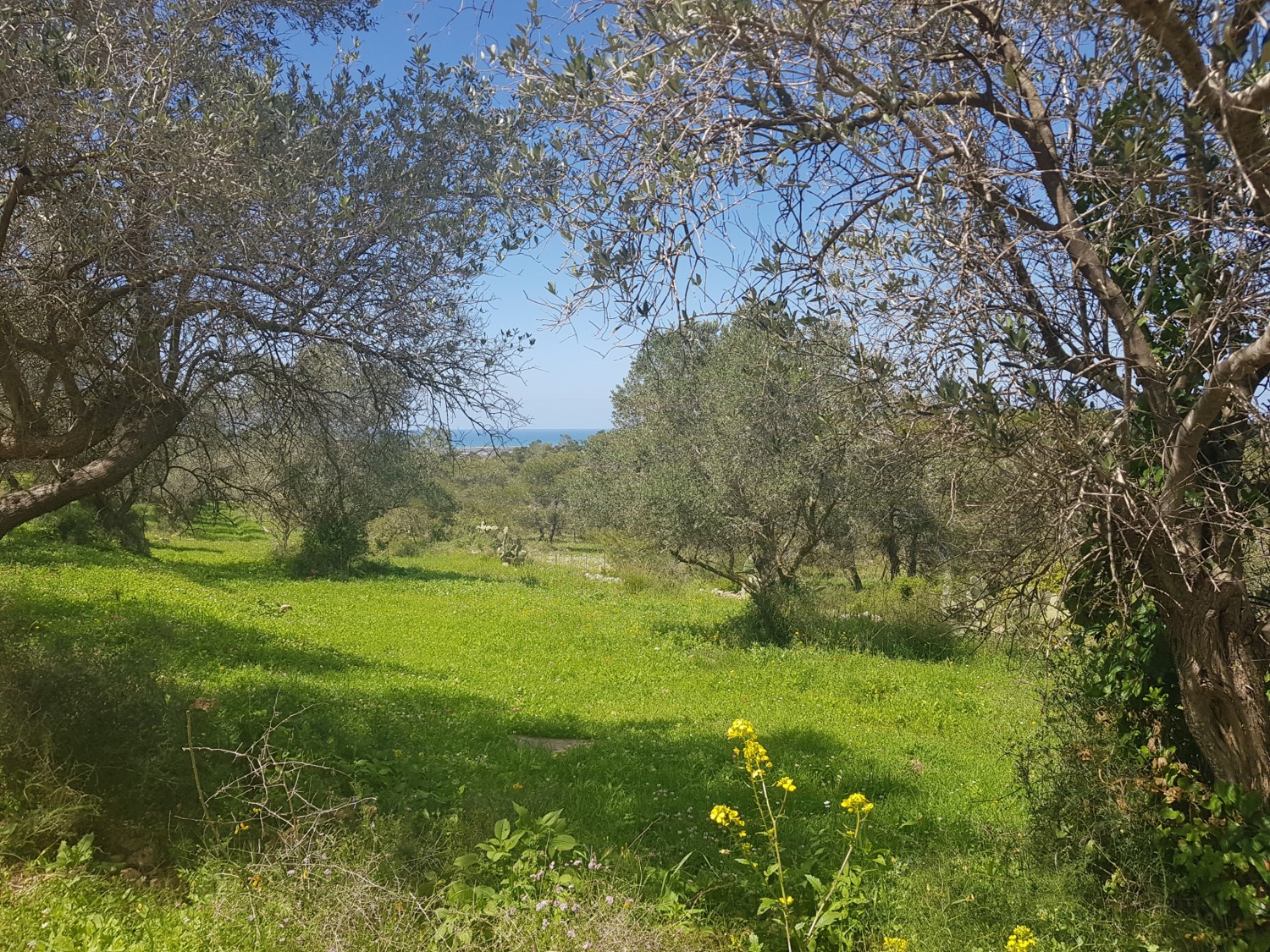 Olive trees on the Israel National Trail