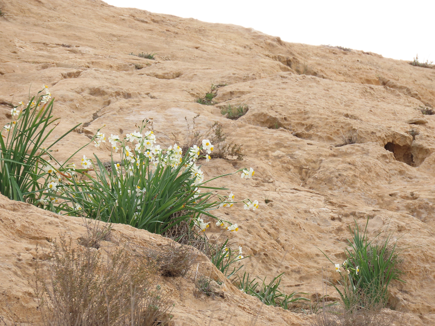 Narcissus flowers in the desert