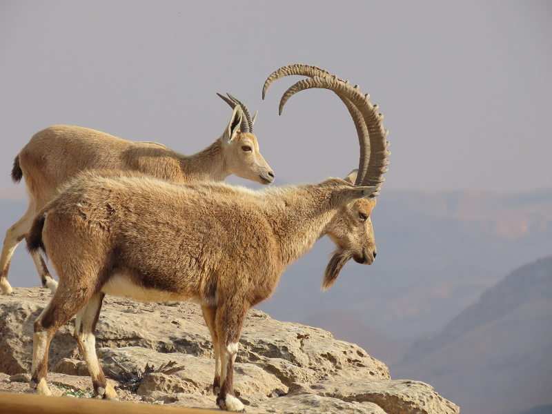 Two ibex